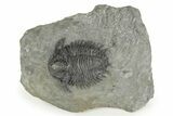 Lichid (Acanthopyge) Trilobite - Issoumour, Morocco #244275-2